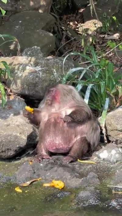 Ever seen a fat monkey?