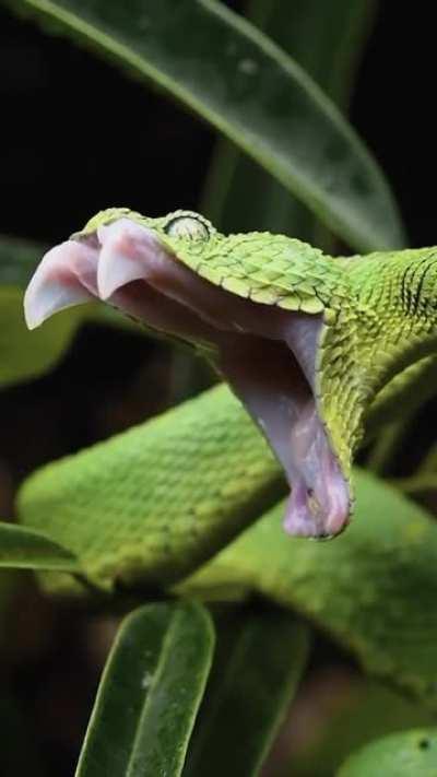 Hi here's not a cat but a Viper yawning.