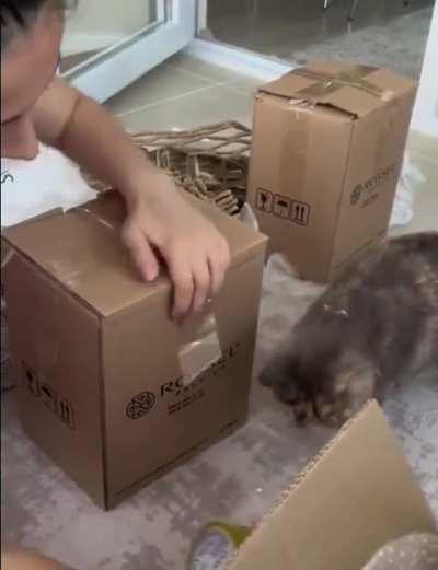 I also need a cat like this when I'll move