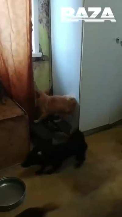 In Samara (Russia), a woman decided to breed dogs, but something went wrong and now about 120 DOGS were found in her apartment!