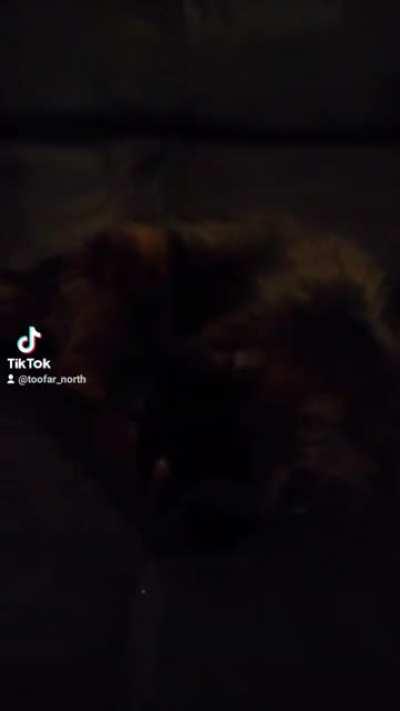 My black cat will only sleep on things she blends in with.