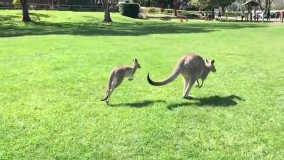 Kangaroos are the only large animals to use hopping as a means of locomotion. Hopping at moderate speeds is the most energy efficient, and a kangaroo moving above 15 km/h (9.3 mph) maintains energy consistency more than similarly sized animals running at 