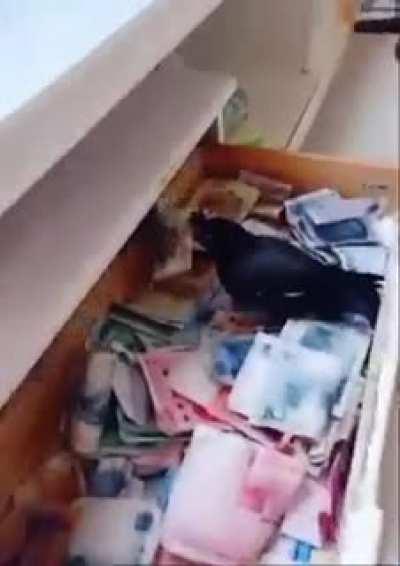 Romanian pets be like