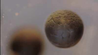 Cell division in a frog egg over 33 hours