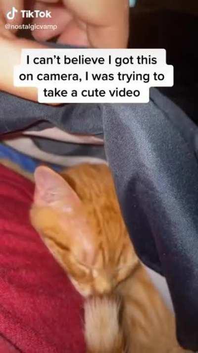 Major BONK on the snoot.