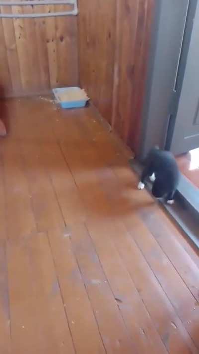 Kitty invites a new friend over