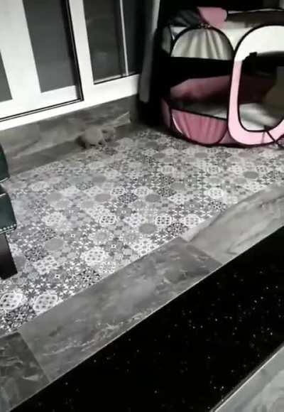 Shouldn't have slapped the kitten