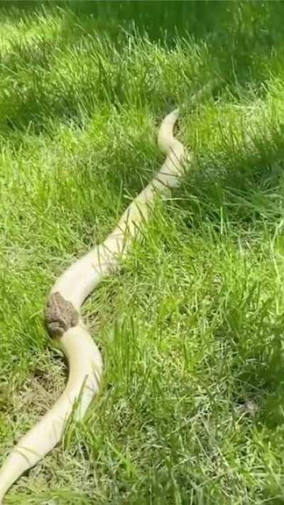 Getting a free ride.