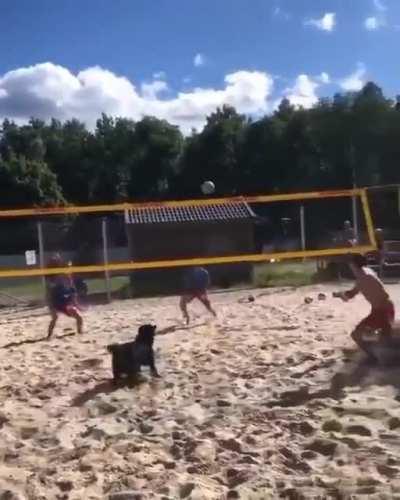 This dog playing volleyball amazingly.
