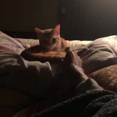 Baby Sitting for a friend, meet Nox