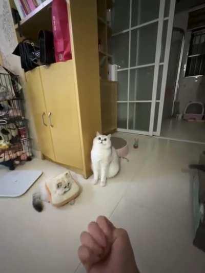 My polite kitty broke down after the ball trick... 😅