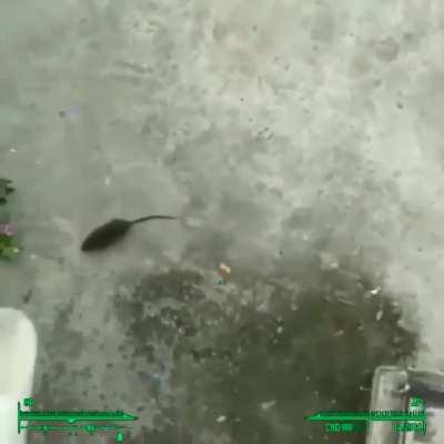 that rat is bricked the fuck up