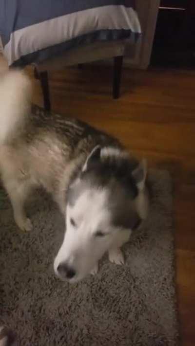 Monkey see, monkey do! Anyone have an aussie who was taught to howl by a husky?