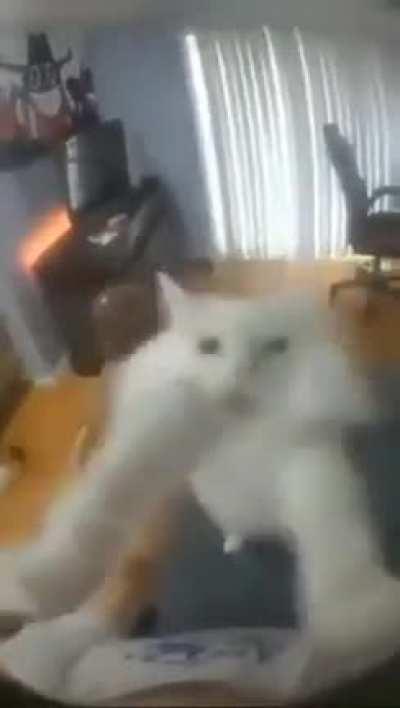 Dancing cat +480 happiness +70 armour