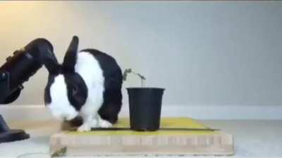 tYrAnT OwNeR pOIsONs rAbBiT aNd WaTchEs iT TuMbLe t0 dEAtH