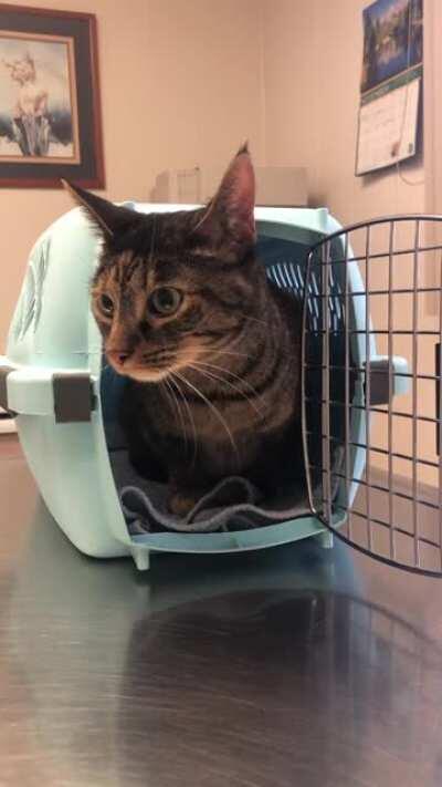 Mica contemplating exploring at the vet’s office