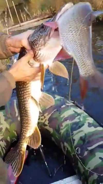 Так выглядит удача (осторожно, мат)