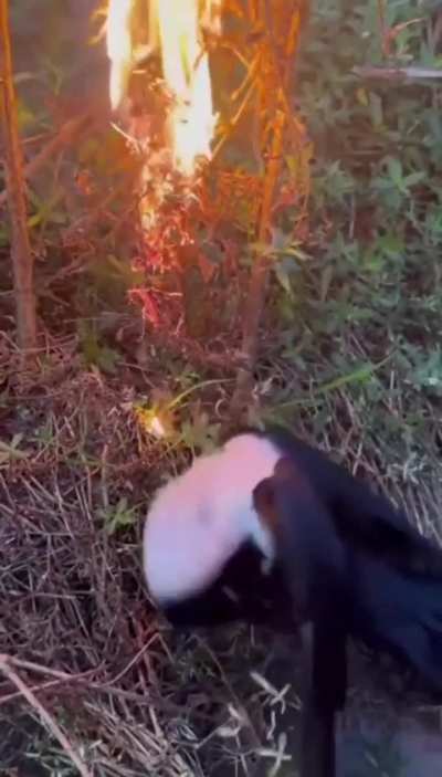 🔥smoke-bathing Magpie, a behavior where the bird uses smoke and ash from a fire to fumigate its feathers of parasites