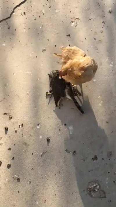 This hen had lost 2 chicks in a week, then I came home to this commotion.