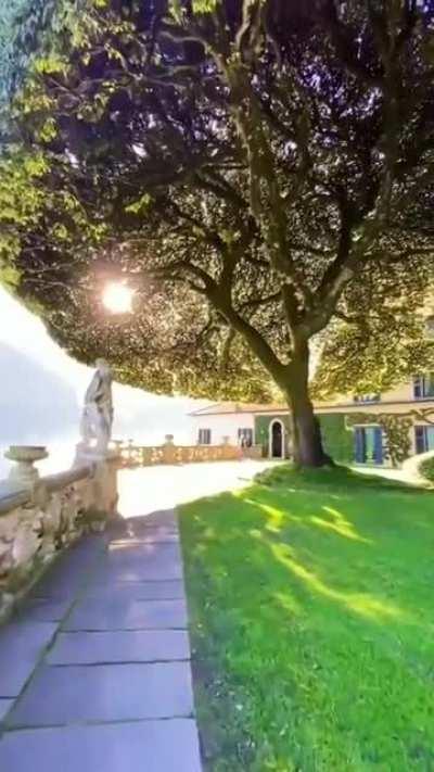 Evergreen oak tree in Italy