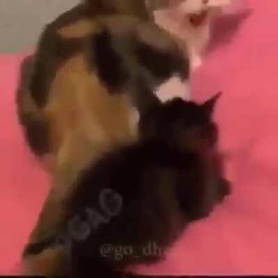 Coitado do gatinho veio😂😂😂😂