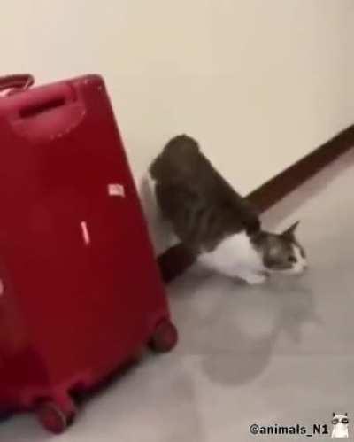 Don't jump on a real master