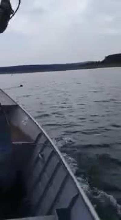 Definitely an accurate aim