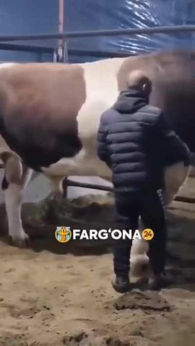 Absolute Unit bull