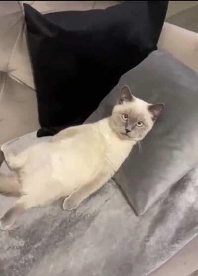 Existential crisis cat