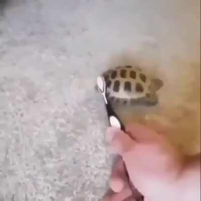 🐢