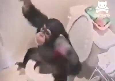 Los memes de monos son hermosos