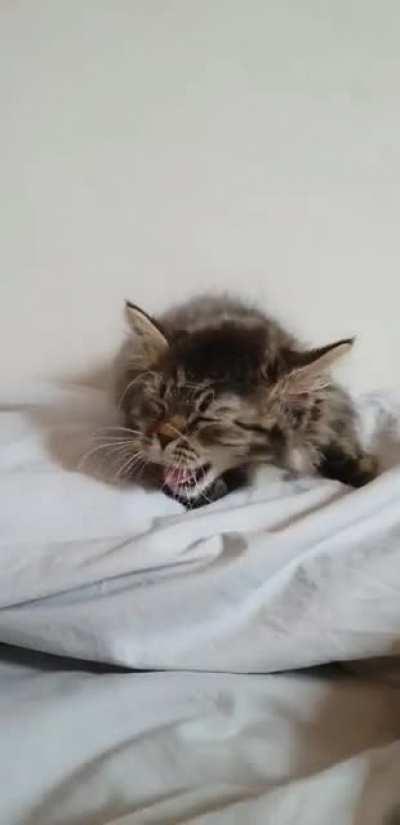 Kitty yawn