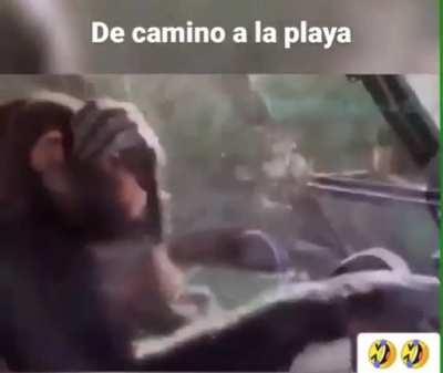 A la playa 🥵🏝🚙