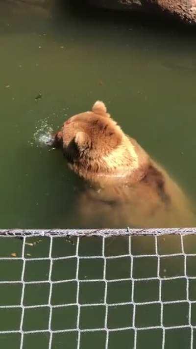 Brother bears blowing bubbles
