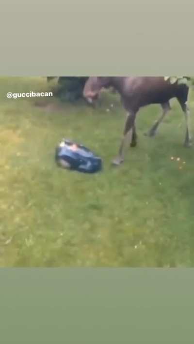 Moose vs lawmower