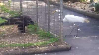 Trying to steal from an eagle