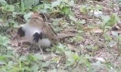 Джексон птиц