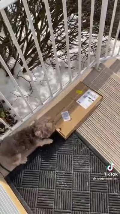 Teddy, protector from pesky packages