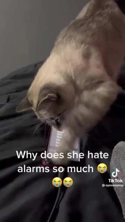 Kitty making sure I&rsquo;m late for work (not my cat)