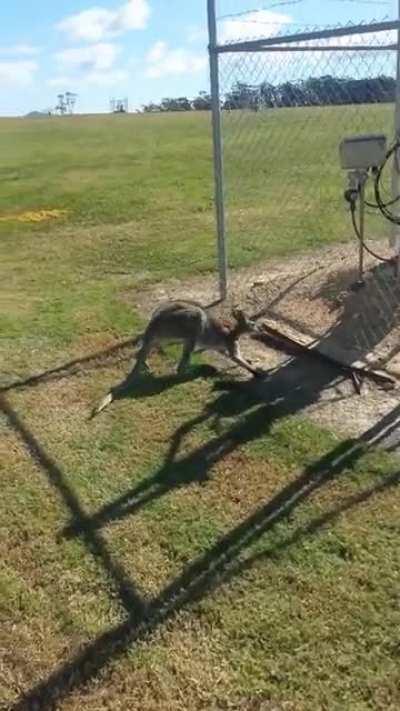 diSTRActED DRiVER CrASHeS, DiSRuPts eNErgY SUppY tO ENtire cOuNrTY.