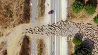 Drone footage of sheep moving from winter to summer pastures