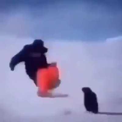 Penguin Guided Missiles