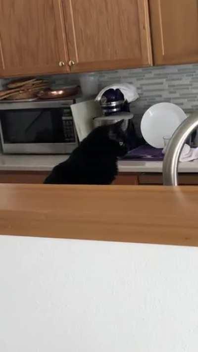 Breakfast right MEOW!