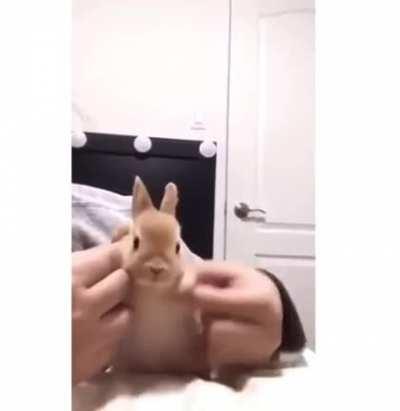 Dancing bunny