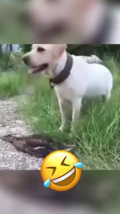 Funny dog videos 🐕