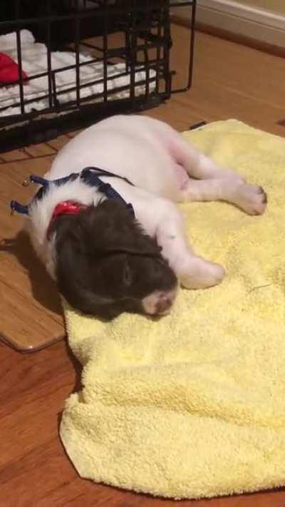 Baby dream borks are the best kind of borks