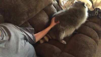 Trashpanda demanding pets