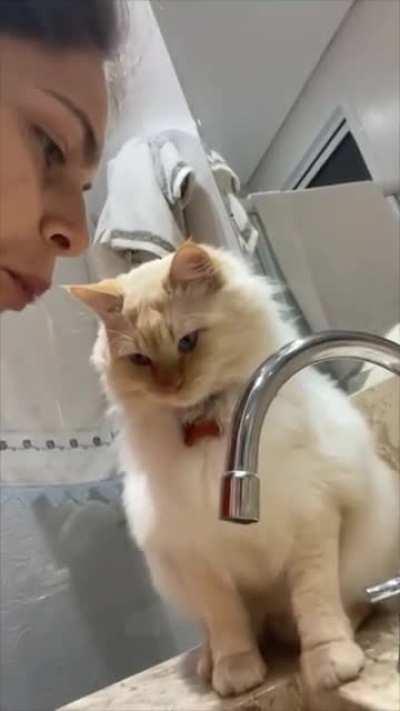 Cat Have a Confused How Did You Do It Look at Owner