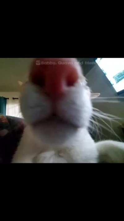 my cat drank my whole stash of vitacoco...