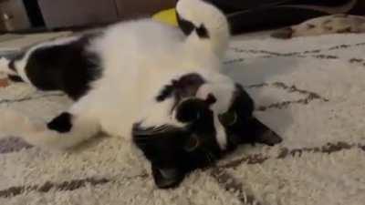 Please wait while an operating system update is being installed. Do not operate the cat until the update is complete.